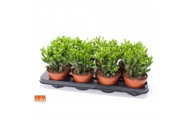 Crassula ovata trompet Crassula trompet 12