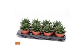 Xgasteraloe noa Gasteria noa 12