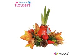Hippeastrum gewaxt No Water Flowers Waxz® Autumn Wreath Orange2 tak/pl