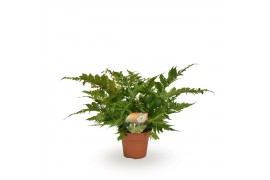 Dryopteris erythrosora