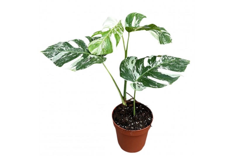 Monstera deliciosa variegata Monstera Deliciosa Variegata 1 pp 