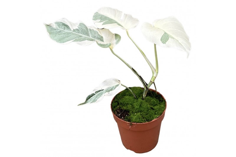 Monstera Monstera White Ghost 1 pp 