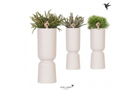 Rhipsalis mix Kolibri Greens Rhipsalis mix in Diabolo Falls pot traver