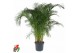 Dypsis lutescens Dypsis Lutescens(Areca) P4820 pp 