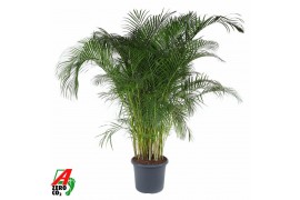 Dypsis lutescens Dypsis Lutescens(Areca) P4820 pp