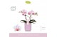 Phalaenopsis roze MyMonro Make-up 2 spike in Molise Lilac Aquo13 bl. 2 