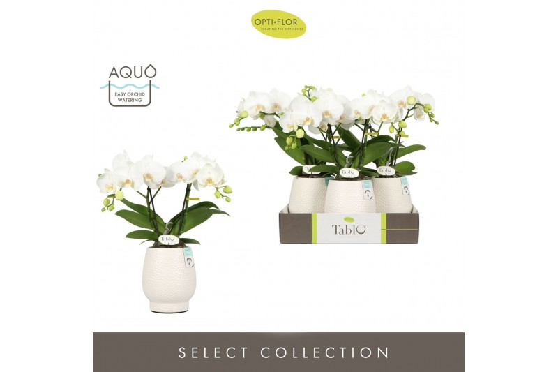 Phalaenopsis wit Tablo Champagne 2 spike in Abruzzo White Aquo25 bl. 2 