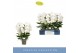 Phalaenopsis wit Fontano Bellagio 5 spike40 bl. 5 tak/plnt 750 