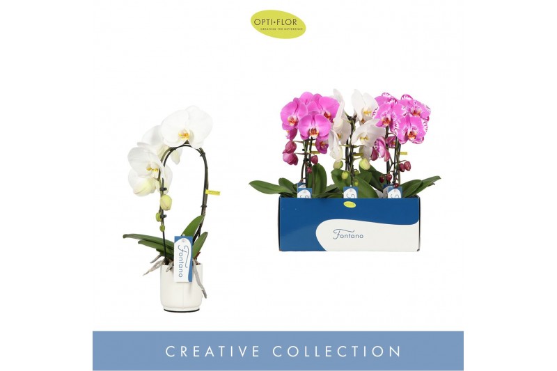 Phalaenopsis mix Fontano Mix 1 spike in Lazio White 7 bl. 1 tak/plnt 