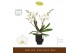 Phalaenopsis wit Bambuso Inyo 2 spike in Emilia Brown Aquo 30 bl. 2 ta 