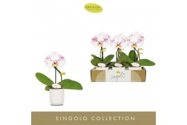 Phalaenopsis Singolo Owari in Lazio White 1 bl. 1 tak/plnt 70