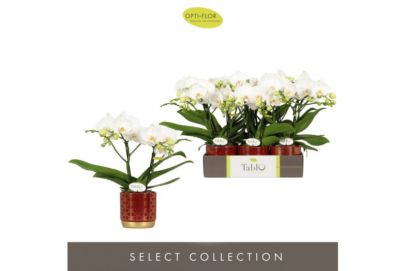 Phalaenopsis wit Tablo Champagne 2 spike in Christmas Red Mix 25 bl. 2 