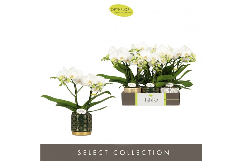 Phalaenopsis wit Tablo Champagne 2 spike in Christmas Mix 25 bl. 2 tak 