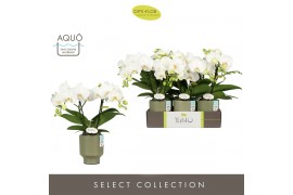 Phalaenopsis wit Tablo Champagne 2 spike in Emilia Green Aquo 25 bl. 2