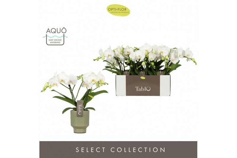 Phalaenopsis wit Tablo Champagne 2 spike in Emilia Green Aquo 25 bl. 2 