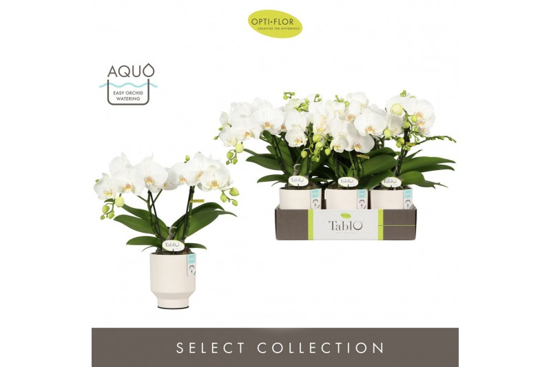Phalaenopsis wit Tablo Champagne 2 spike in Emilia White Aquo 25 bl. 2 