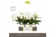 Phalaenopsis wit Tablo Champagne 2 spike in Emilia White Aquo 25 bl. 2 