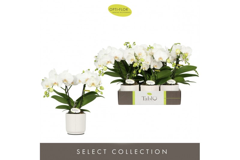 Phalaenopsis wit Tablo Champagne 2 spike in Lazio White 25 bl. 2 tak/p 