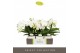 Phalaenopsis wit Tablo Champagne 2 spike in Lazio White 25 bl. 2 tak/p 