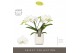 Phalaenopsis wit Tablo Champagne 2 spike in Molise White Aquo 25 bl. 2 