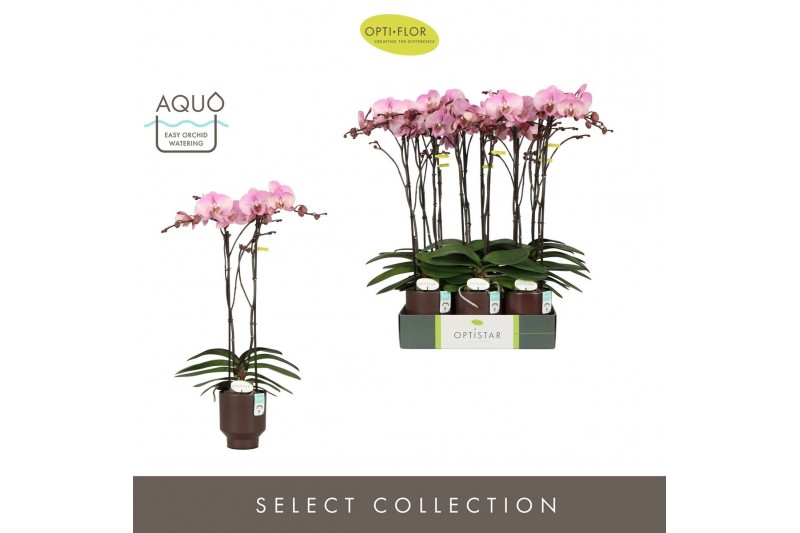 Phalaenopsis roze Optistar Madonna 2 spike in Emilia Brown Aquo 15 bl. 