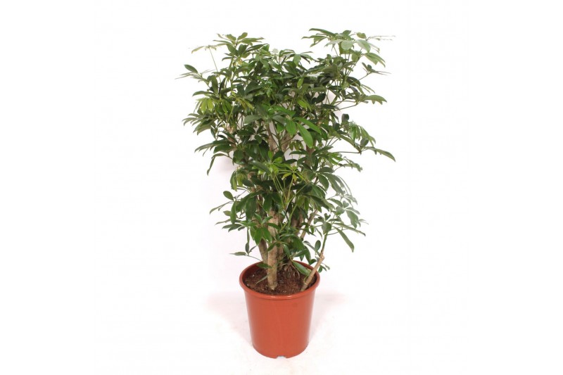 Schefflera arboricola compacta Schefflera arboricola Compacta1 pp 