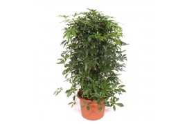 Schefflera arboricola compacta Schefflera arboricola Compacta1 pp