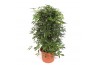 Schefflera arboricola compacta Schefflera arboricola Compacta1 pp