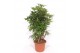Schefflera arboricola compacta Schefflera arboricola Compacta1 pp 