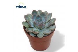 Echeveria Echeveria Pulidonis Grey1 bl.