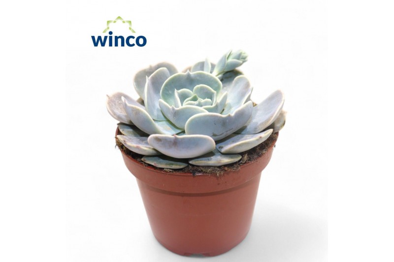 Echeveria pollux Echeveria Pollux1 bl. 