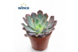 Echeveria Echeveria Neonbreakeroverige bl.