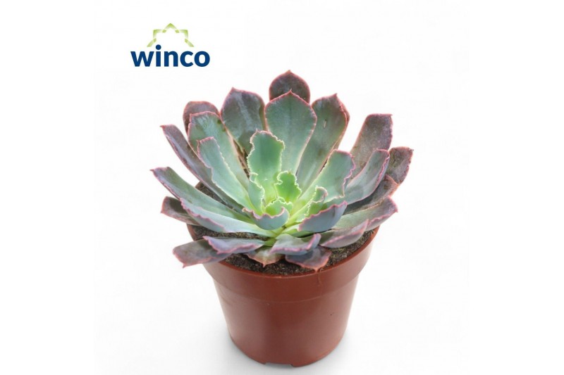 Echeveria Echeveria Neonbreakeroverige bl. 