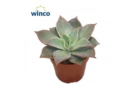 Echeveria Echeveria Madibaoverige bl.