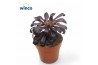 Aeonium Aeonium Schwartzkopf