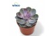 Echeveria perle von nurnberg Echeveria Pearl Von Neurenberg1 bl. 