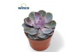 Echeveria perle von nurnberg Echeveria Pearl Von Neurenberg1 bl.