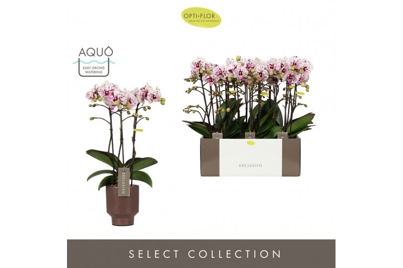 Phalaenopsis multiflora Exclusivo Athena 3 spike in Emilia Brown Aquo2 