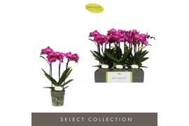 Phalaenopsis multiflora paars Optimost Roma 3 spike 35 bl. 3 tak/plnt 
