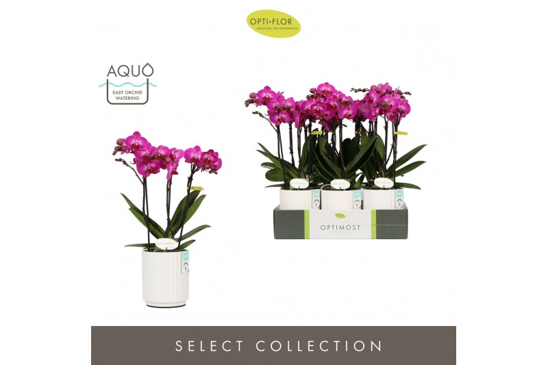 Phalaenopsis multiflora paars Optimost Roma 3 spike in Molise White Aq 