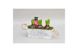 Arrangementen hyacinthus Hyacint Claire HL12900 [PURE] 3 pp 90 bl. 3 p
