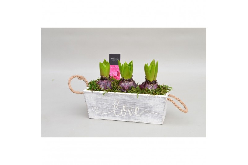 Arrangementen hyacinthus Hyacint Claire HL12900 [PURE] 3 pp 90 bl. 3 p 