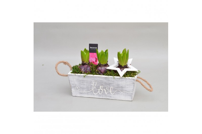 Arrangementen hyacinthus Hyacint Claire HL12902 [PURE] 3 pp 90 bl. 3 p 