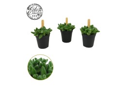 Delosperma echinatum Delosperma Echinatum 5,5cm