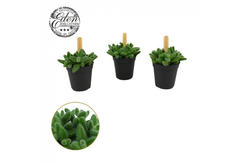 Delosperma echinatum Delosperma Echinatum 5,5cm 