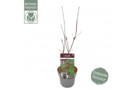 Acer palmatum sumi-nagashi Acer palm. Sumi-nagashi