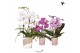 Phalaenopsis elegant cascade Kolibri Orchids Cascade Niagara Fall mix  