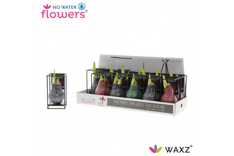 Hippeastrum gewaxt No Water Flowers Waxz® Formz Industrial mix2 tak/pl 