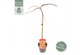 Acer palmatum Acer palm. Cascade Ruby ®40 cm cm stam