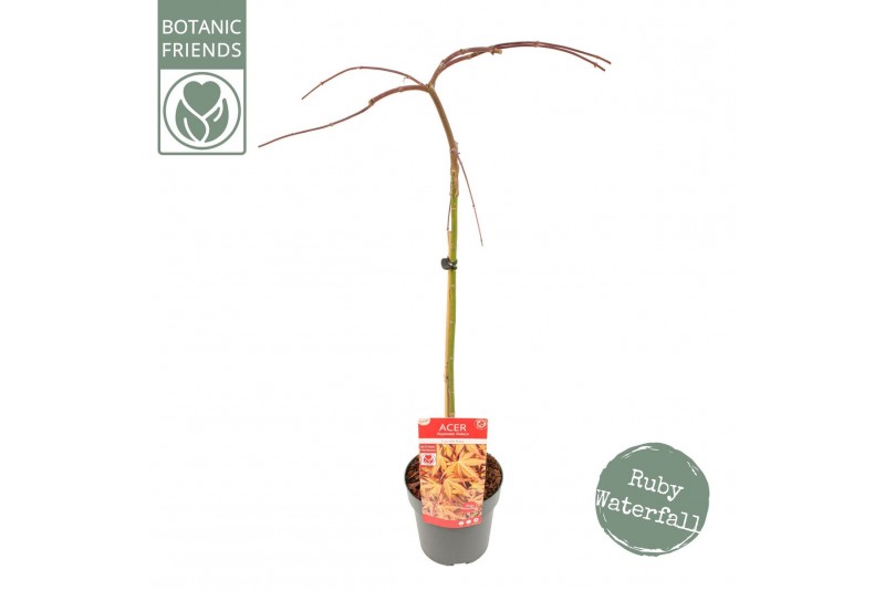 Acer palmatum Acer palm. Cascade Ruby ®40 cm cm stam 